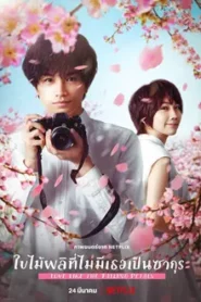 Love Like the Falling Petals (2022) ใบไม้ผลิที่ไม่มีเธอเป็นซากุระ